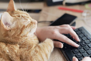 Seguro de Protección Digital