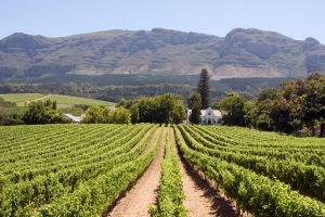 Stellenbosch