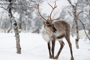 Recomendaciones para viajar a Laponia en Navidad
